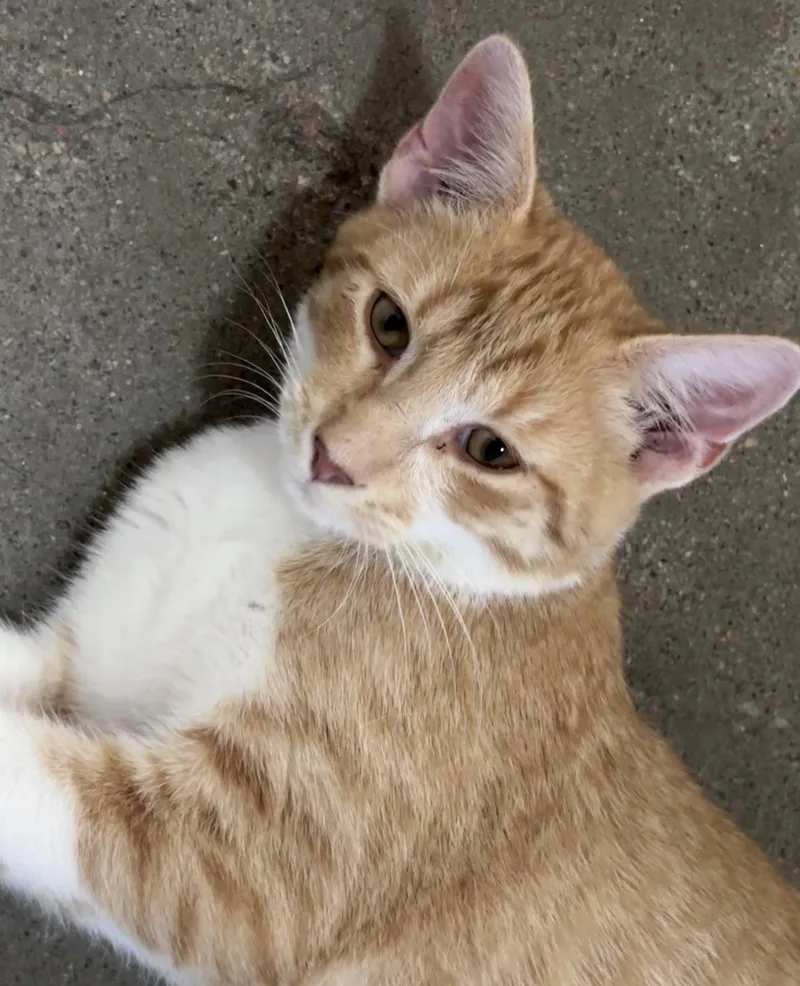 A baby medium-sized male Orange & White Domestic Short Hair cat named Garth for adoption in Shenandoah, IA