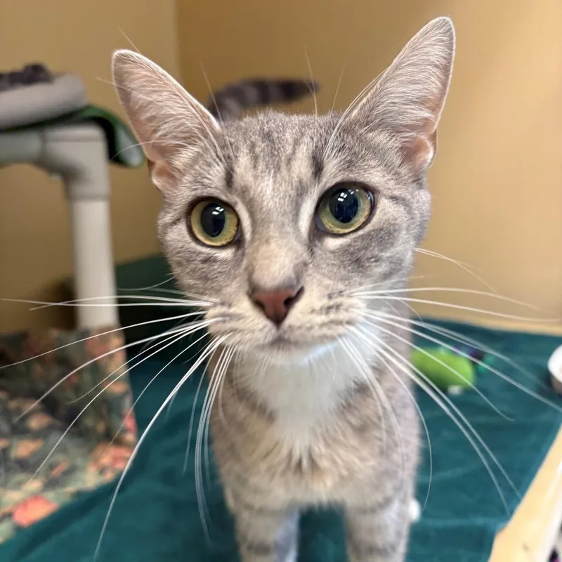 An adult medium-sized female Gray / Blue / Silver Domestic Short Hair cat named Chai for adoption in East Hanover, NJ