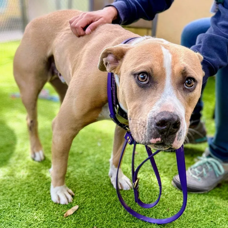 A young large-sized male Pit Bull Terrier dog named Oak for adoption in Oakland, CA