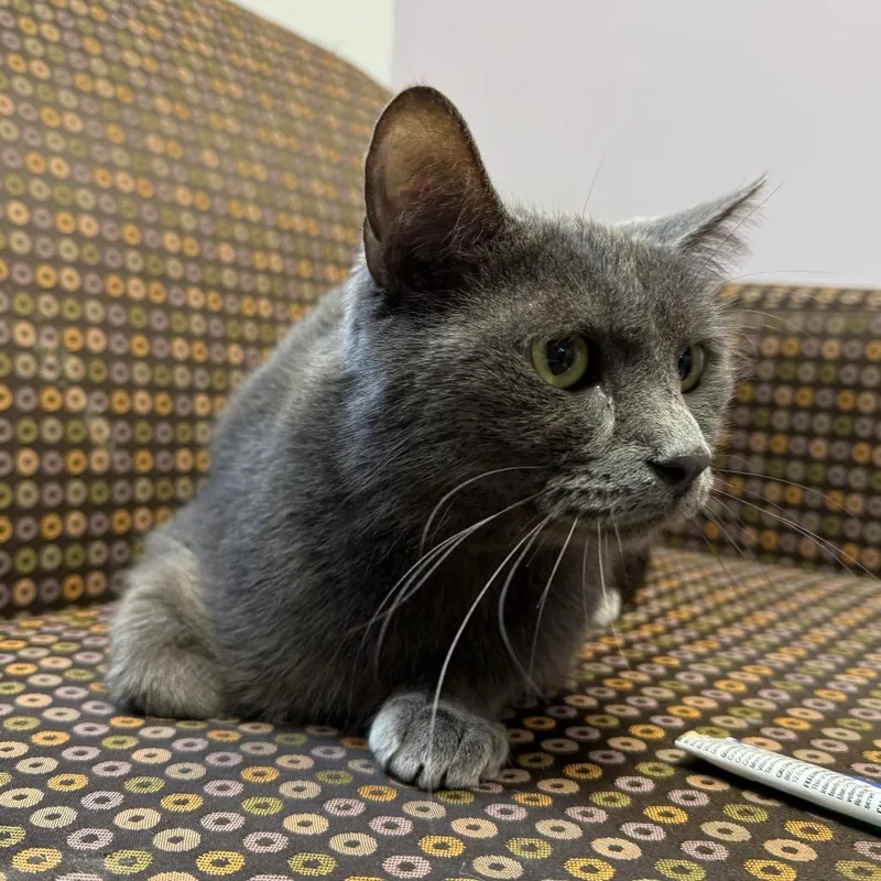 An adult medium-sized male Domestic Short Hair cat named Dennis for adoption in Madison, WI