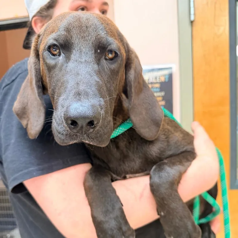 A young medium-sized male Brown / Chocolate Plott Hound dog named Linus for adoption in Columbus, GA