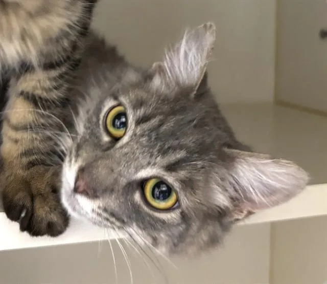 A young medium-sized male Domestic Long Hair cat named Bobby for adoption in Dedham, MA