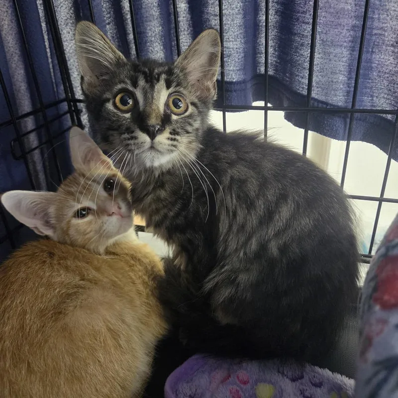 A baby small-sized male Gray / Blue / Silver Domestic Short Hair cat named Ravioli for adoption in Virginia Beach, VA