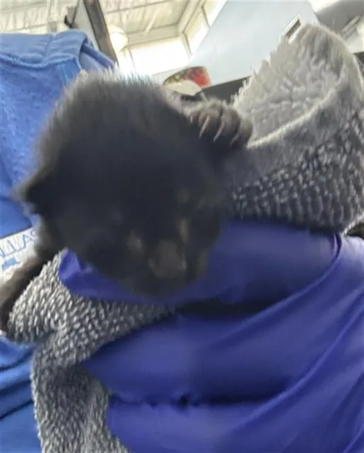 A baby medium-sized female Domestic Short Hair cat named Maui for adoption in Dallas, TX