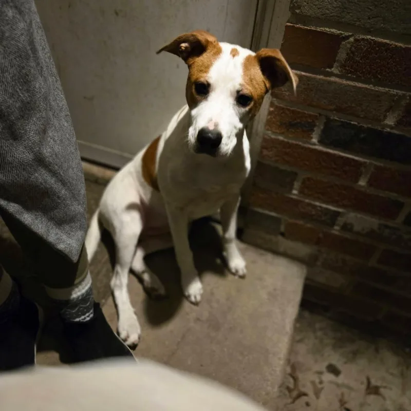 Sweet Pea thumbnail 3