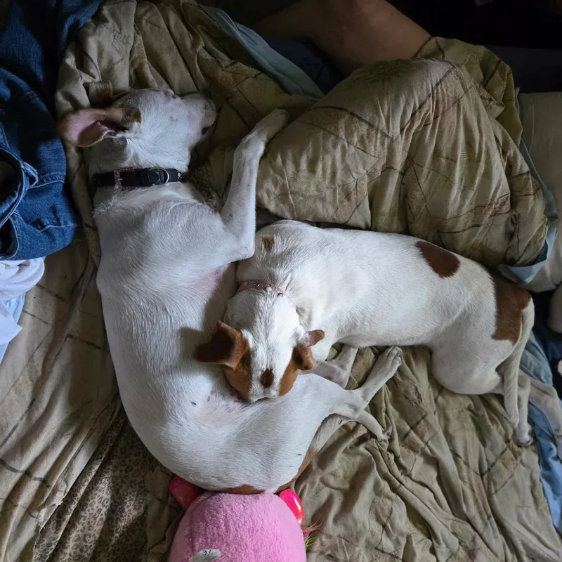 Sweet Pea thumbnail 5