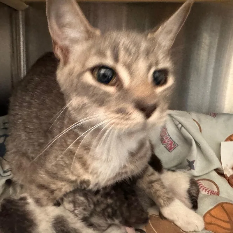An adult medium-sized female Gray / Blue / Silver Domestic Short Hair cat named Julep for adoption in Lynchburg, VA