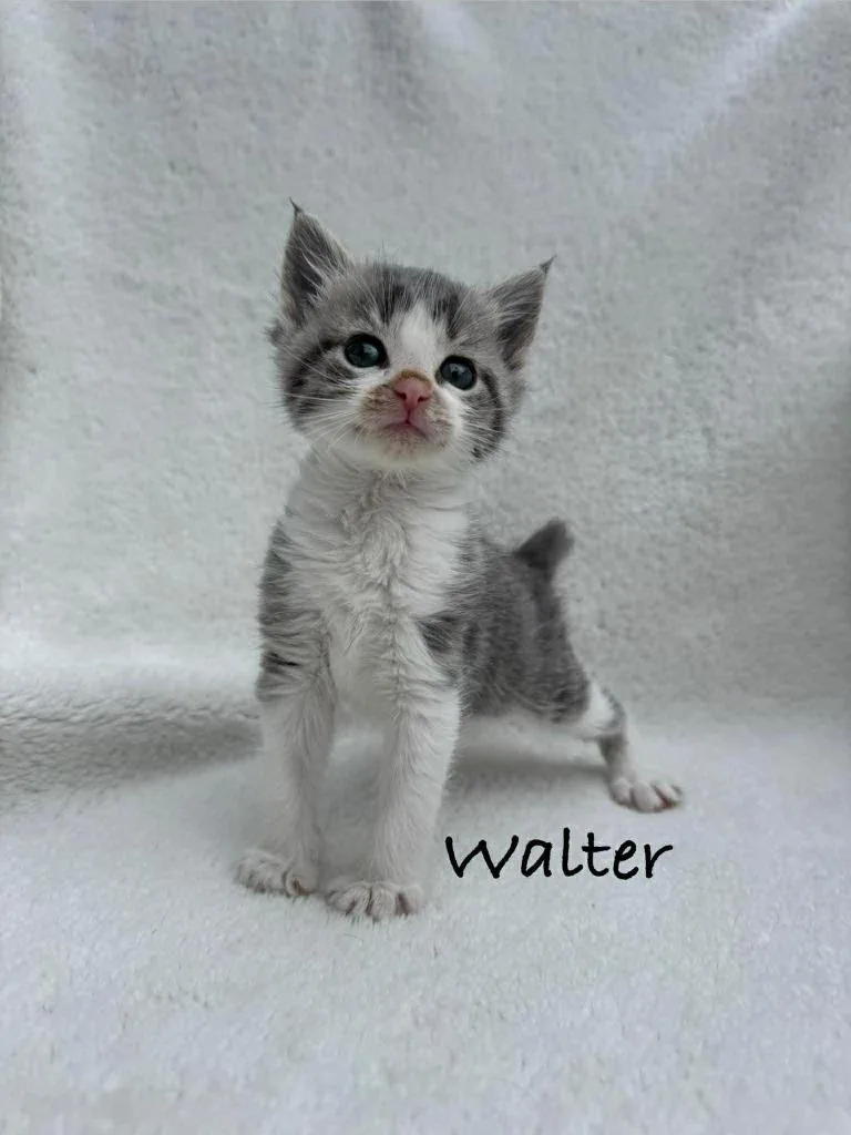Walter