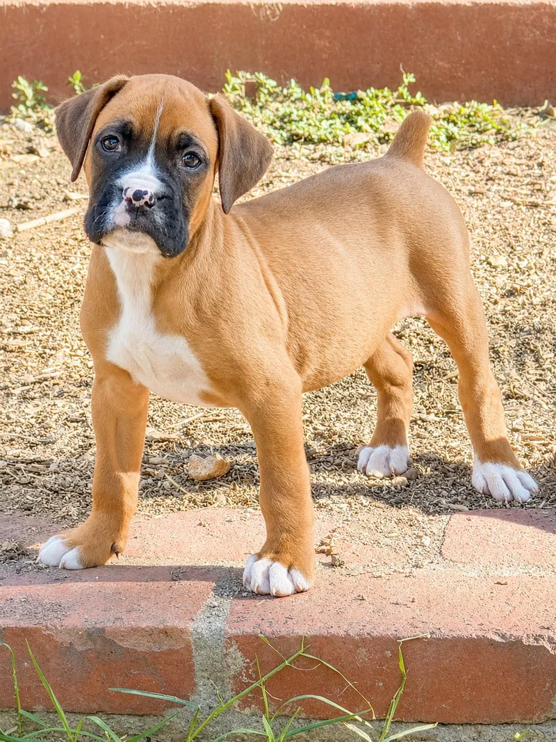 A baby large-sized male Boxer dog named Ty for adoption in Capistrano Beach, CA