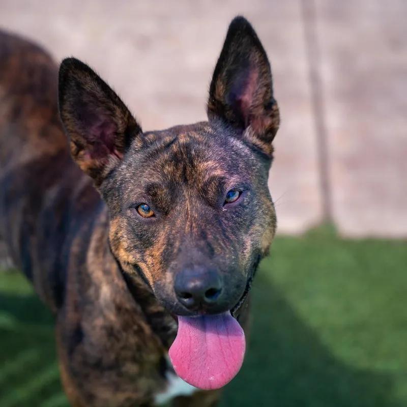 An adult medium-sized female Terrier dog named Luna for adoption in Gainesville, GA