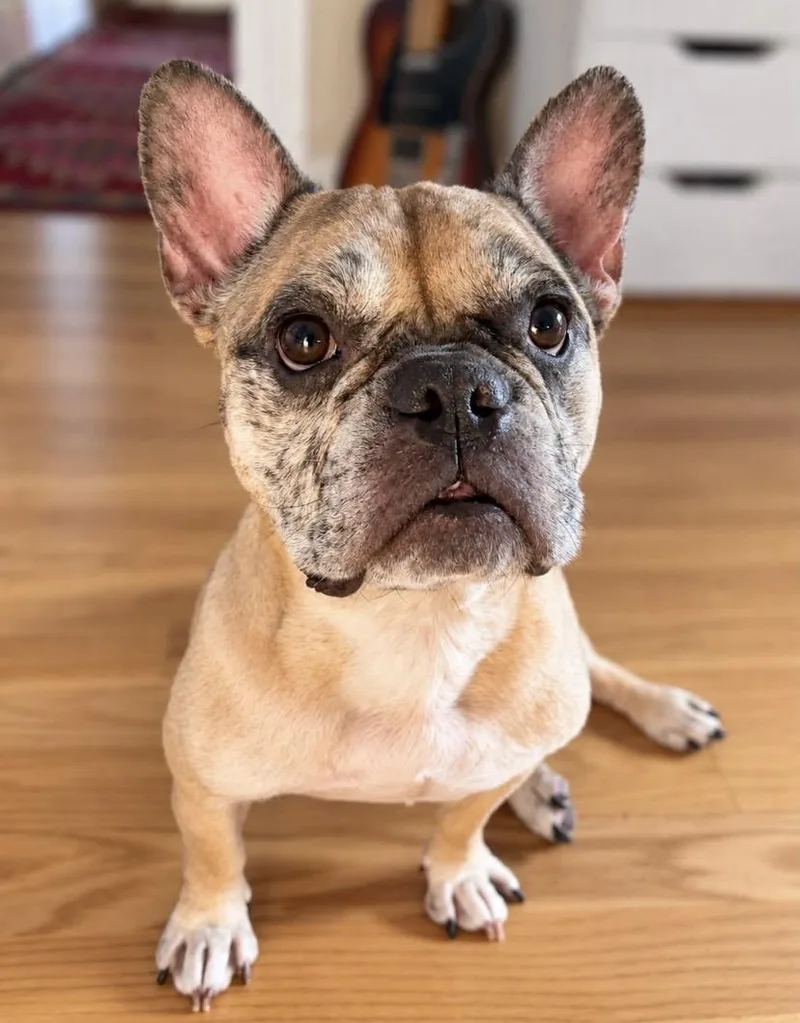 An adult medium-sized male French Bulldog dog named Magic for adoption in Philadelphia, PA