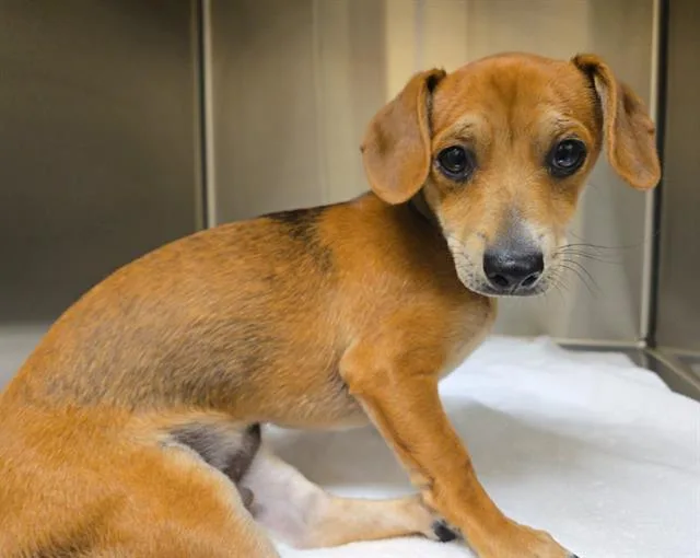 A baby small-sized male Dachshund dog named Prince Erik for adoption in Tustin, CA