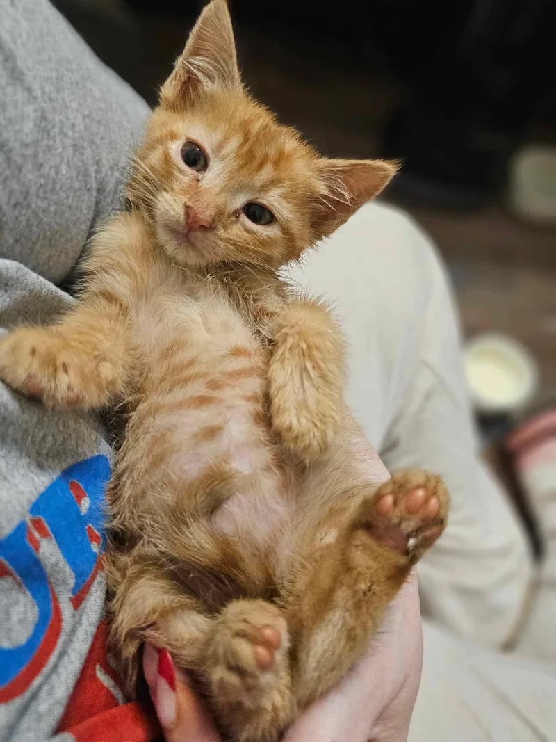 A baby small-sized male Orange & White Domestic Short Hair cat named Cheeto for adoption in Monroe, GA