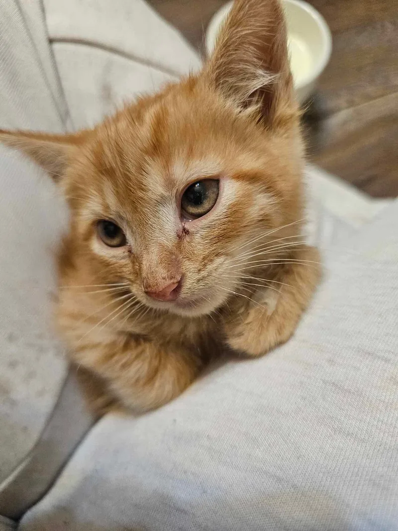 Cheeto thumbnail 2