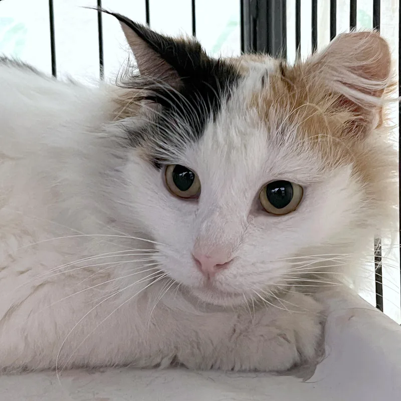 A young medium-sized female Calico Domestic Medium Hair cat named Sally for adoption in St. Louis, MO