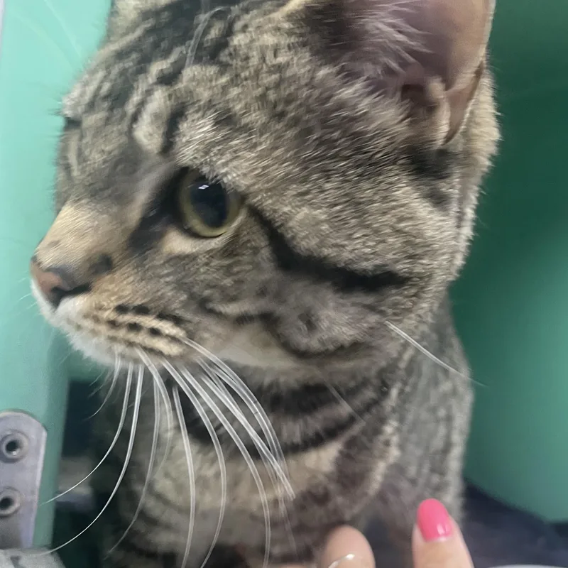An adult medium-sized male Tabby (Brown / Chocolate) Domestic Short Hair cat named Punchy for adoption in Holly, MI