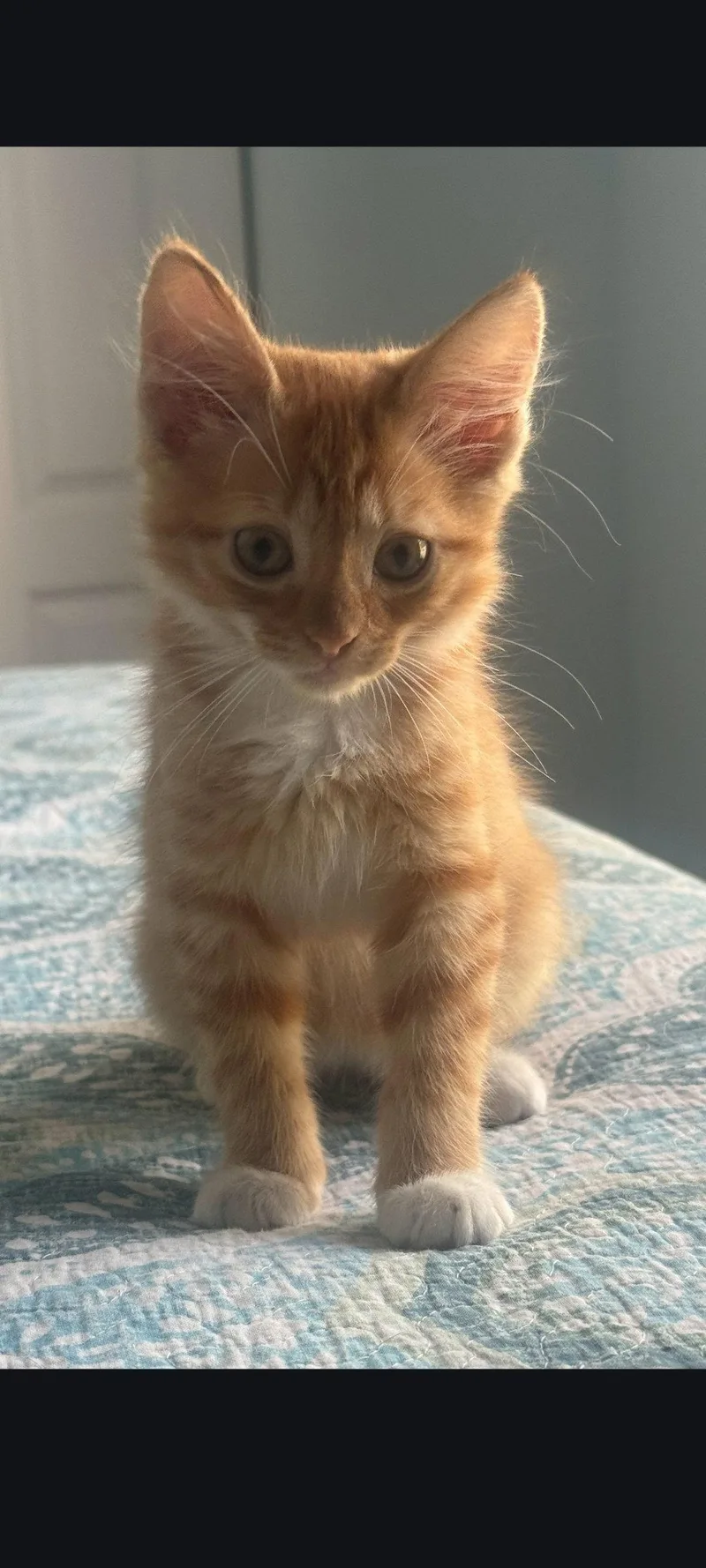 Poppins