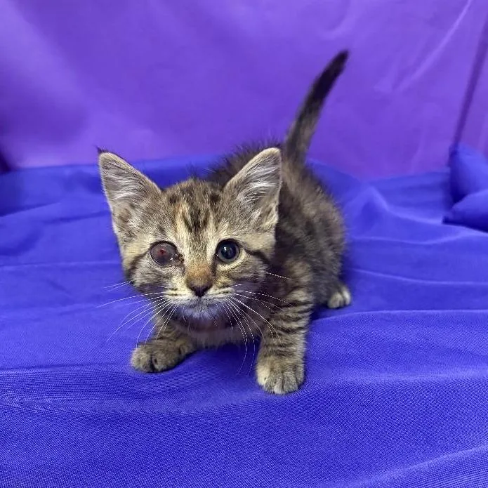 A baby small-sized female Black Domestic Short Hair cat named Gravy for adoption in North Myrtle Beach, SC