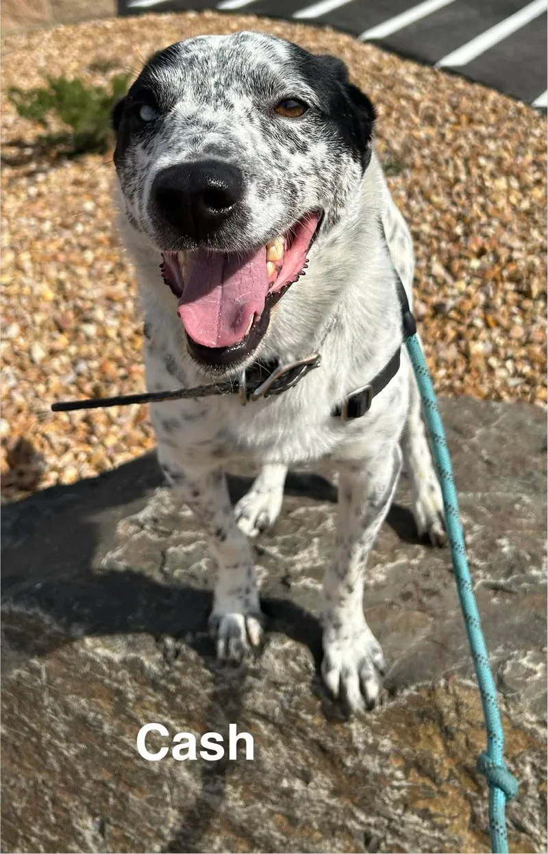 An adult medium-sized male Australian Cattle Dog / Blue Heeler dog named Cash for adoption in Prineville, OR