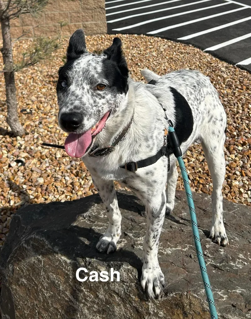 Cash thumbnail 4