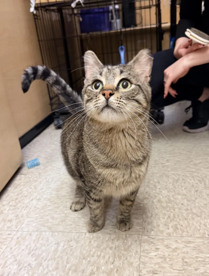 A young medium-sized male Tabby (Brown / Chocolate) Tabby cat named Clement for adoption in Albuquerque, NM