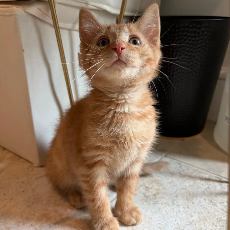 A baby small-sized male Orange / Red Domestic Short Hair cat named Big Papa for adoption in Ferndale, MI
