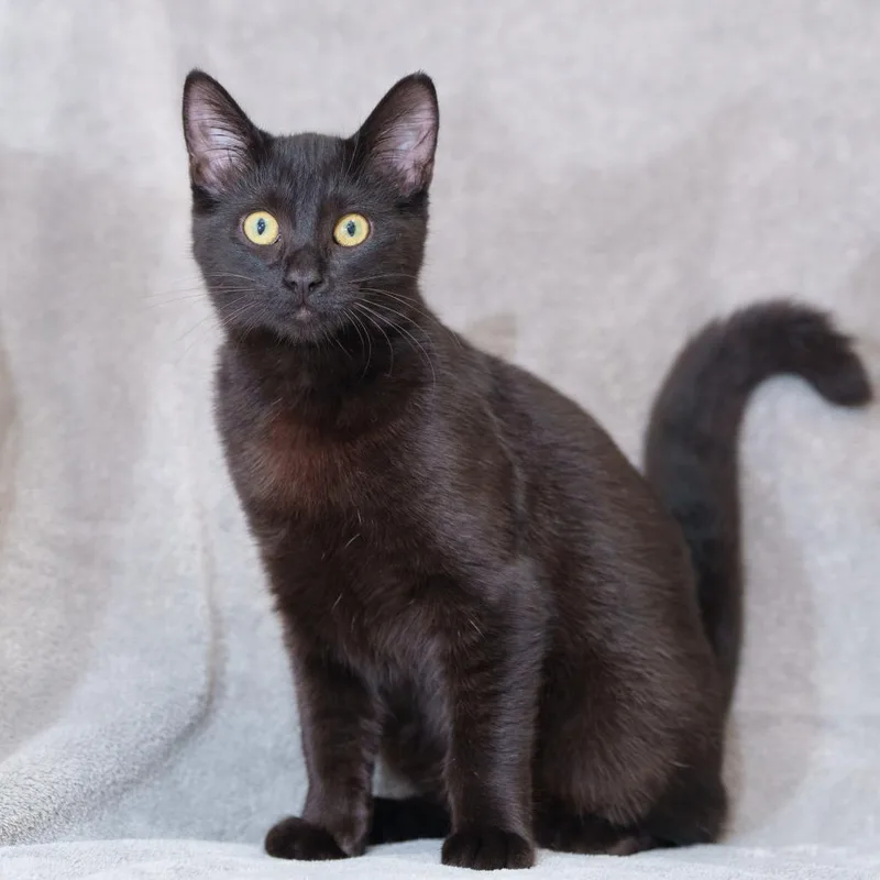 A baby small-sized female Black Domestic Short Hair cat named Parul for adoption in Sunnyvale, CA
