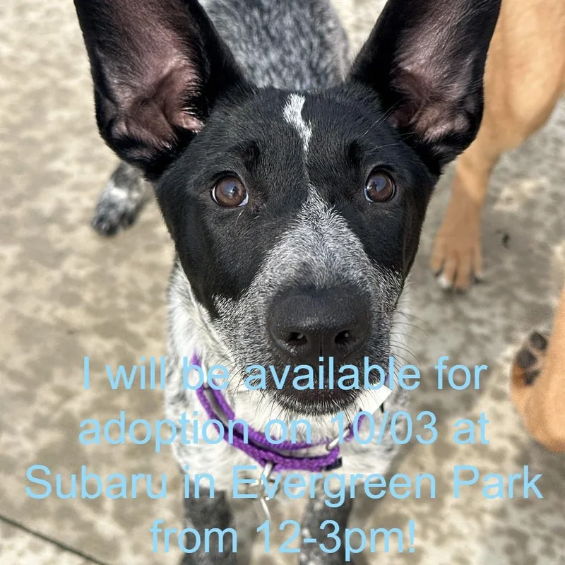 A baby small-sized female Black Shepherd dog named Magenta for adoption in Matteson, IL