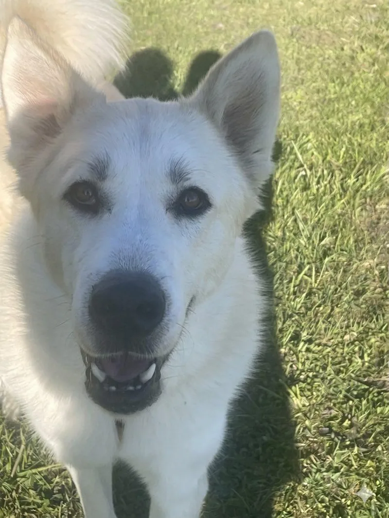 Zuki