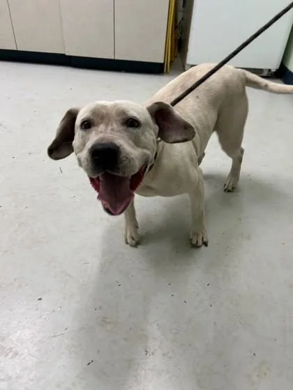 An adult large-sized female Pit Bull Terrier dog named Martha for adoption in Savannah, GA