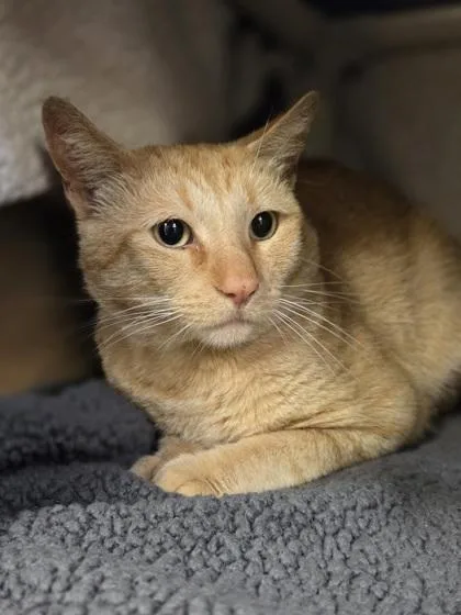 An adult medium-sized male Domestic Short Hair cat named Leo for adoption in Westland, MI