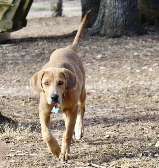 A young medium-sized female Labrador Retriever dog named Ginger for adoption in Austin, TX