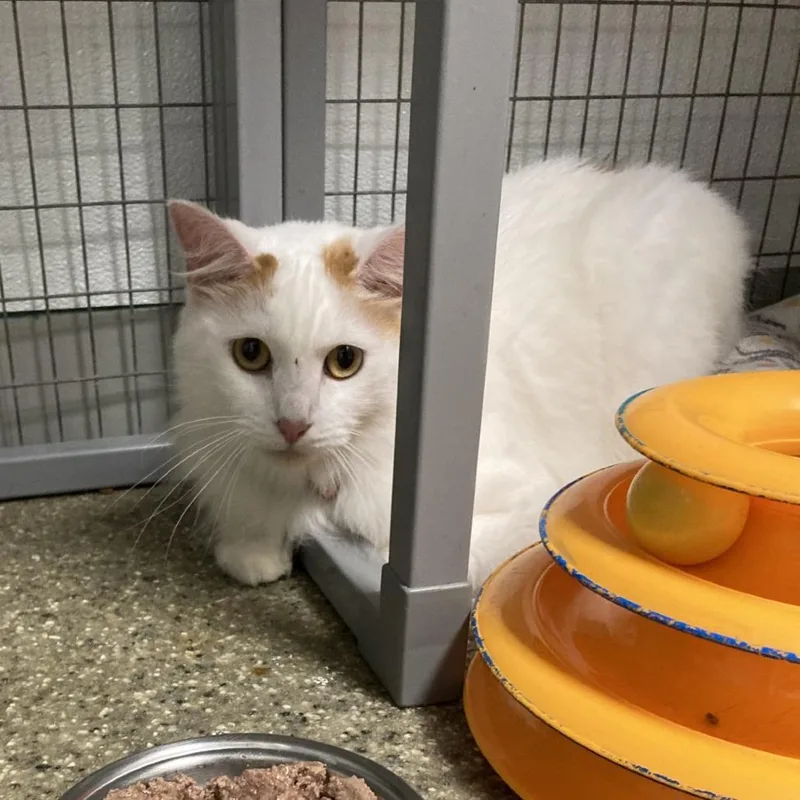 An adult small-sized male White Domestic Long Hair cat named Atticus for adoption in Blue Ridge, GA