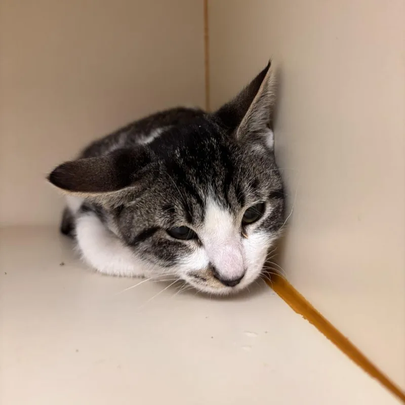 A baby small-sized male Brown / Chocolate Domestic Short Hair cat named Coffee for adoption in Murray, UT