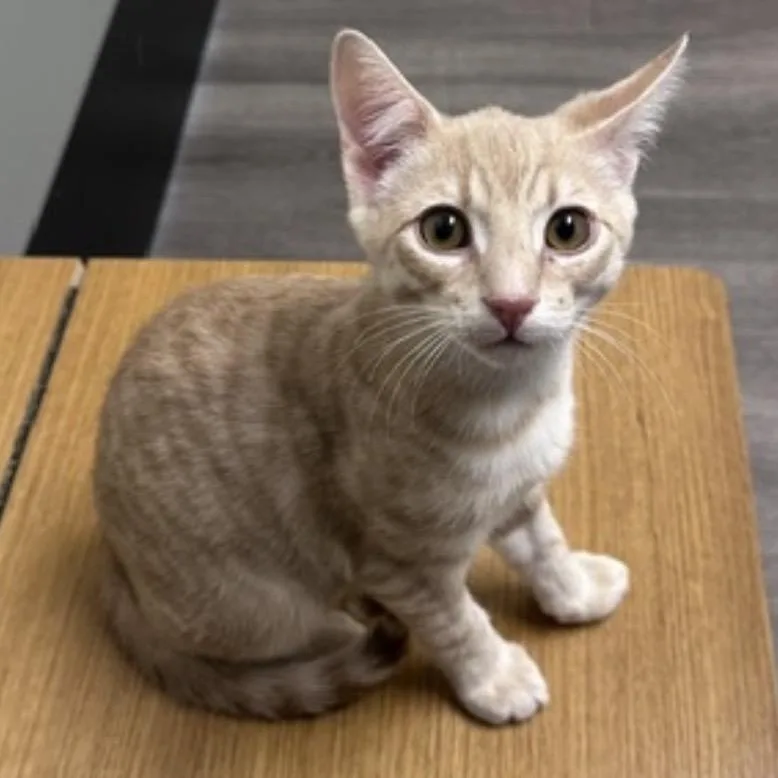 A young small-sized male Orange / Red Domestic Short Hair cat named Griffon for adoption in Estacada, OR