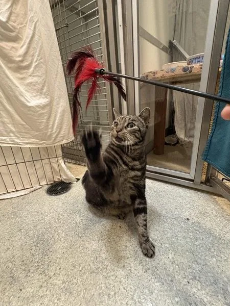 An adult medium-sized male Domestic Short Hair cat named Boodles for adoption in San Diego, CA