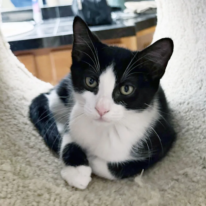 A baby medium-sized female Black & White / Tuxedo Domestic Short Hair cat named Muffin for adoption in Lake Monroe, FL