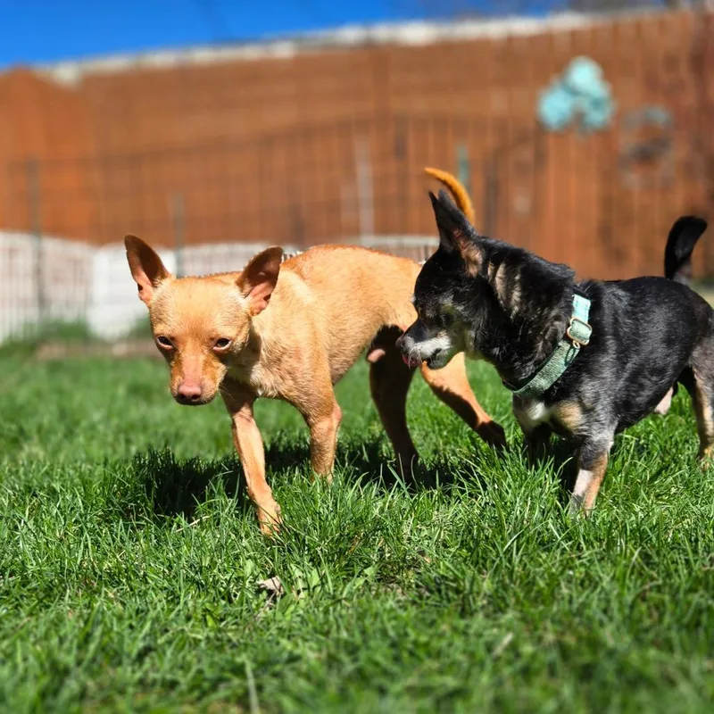 A young small-sized male Red / Chestnut / Orange Chihuahua dog named Rojo for adoption in Rochester, MN