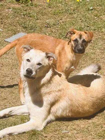 A young medium-sized female Mixed Breed dog named Lashes for adoption in Chamblee, GA