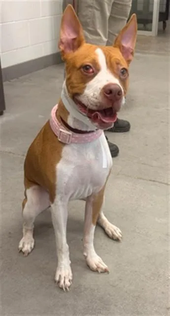 A young large-sized female Pit Bull Terrier dog named Casey for adoption in Mesa, AZ