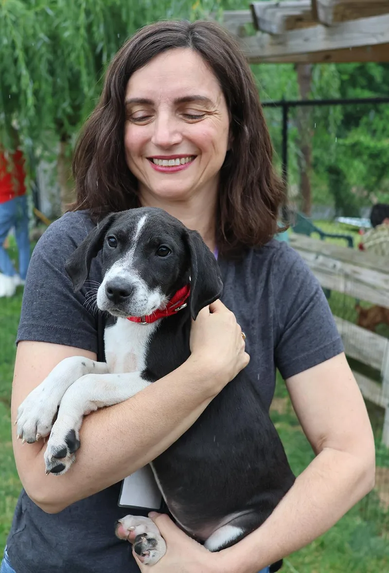 A young medium-sized female Beagle dog named Rosie for adoption in Harrison, NY