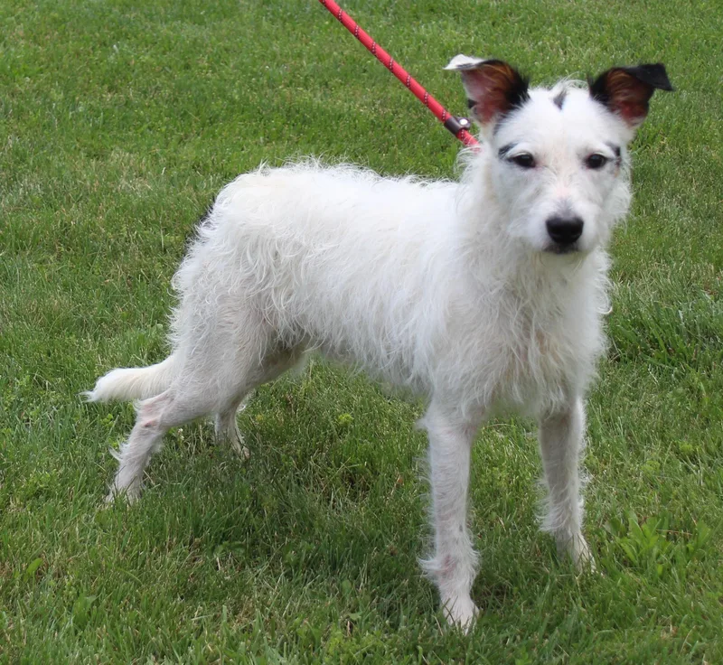 An adult medium-sized male Tricolor (Brown, Black, & White) Wirehaired Terrier dog named Max for adoption in Heath, OH
