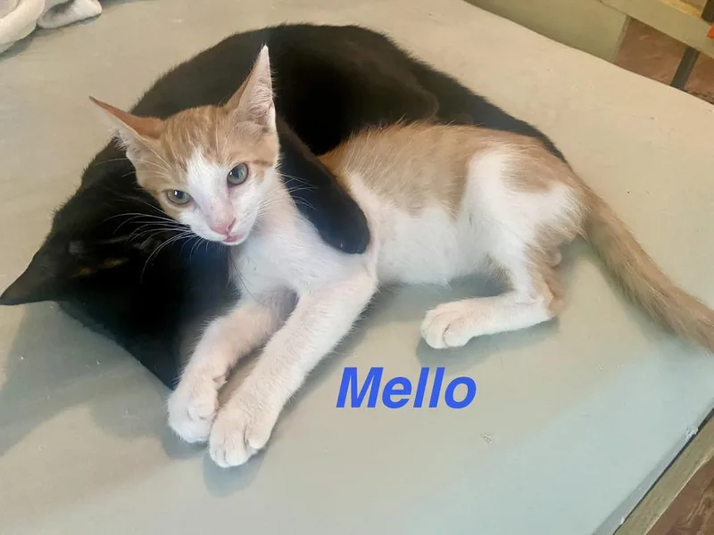 A baby small-sized male Orange & White Tabby cat named Mellow for adoption in Fern Park, FL