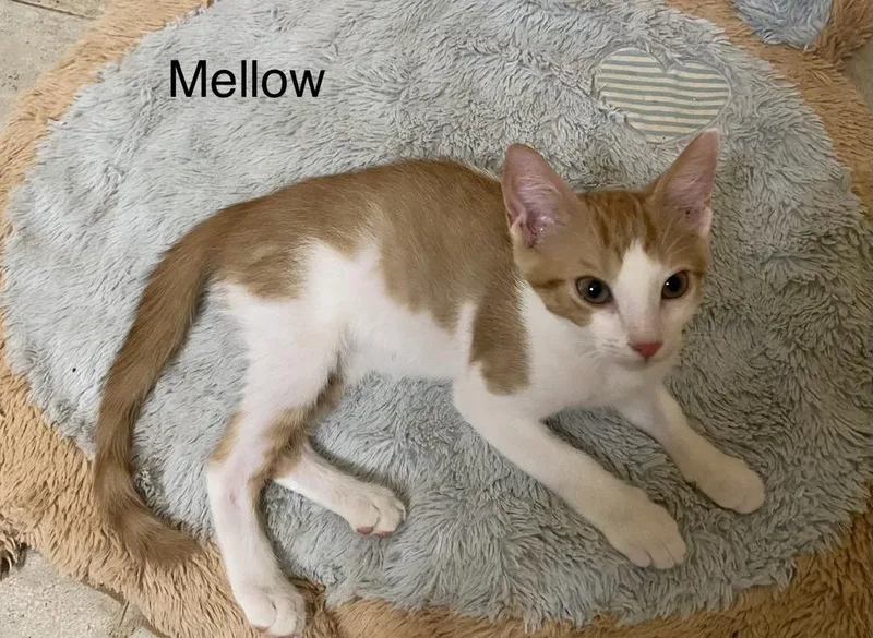 Mellow thumbnail 2
