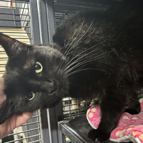 An adult medium-sized male Black Domestic Short Hair cat named Inchworm for adoption in Tipp City, OH