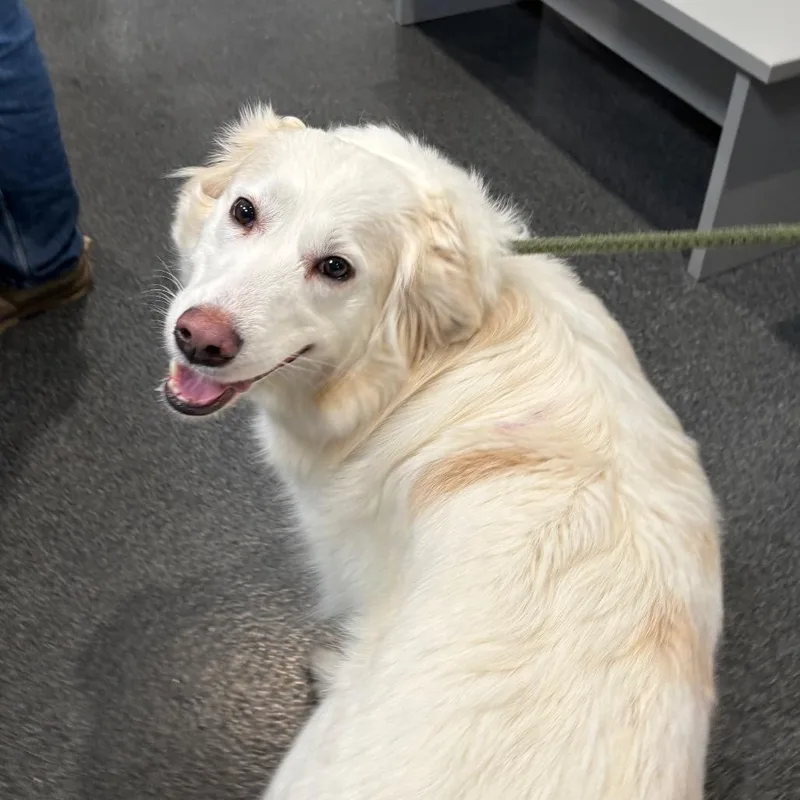 An adult large-sized female White / Cream Mixed Breed dog named Olivia for adoption in Allentown, PA
