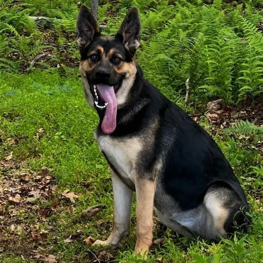 A young medium-sized female Black German Shepherd Dog dog named Ella for adoption in New Ringgold, PA