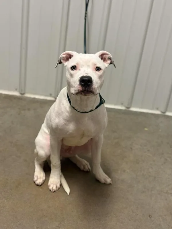 A young medium-sized male Pit Bull Terrier dog named Shrimp Toast for adoption in Lancaster, OH
