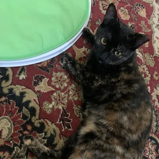 A young medium-sized female Domestic Short Hair cat named Baby Bear for adoption in Cumming, GA