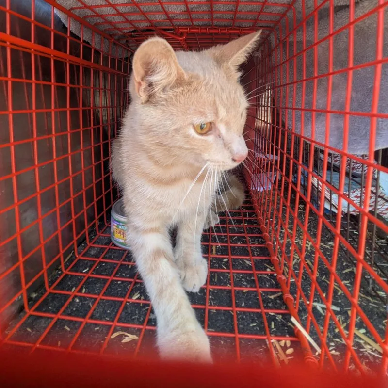A young medium-sized male Buff / Tan / Fawn Domestic Short Hair cat named Linus for adoption in Birmingham, AL